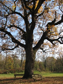 Hrast lužnjak (Quercus robur); foto: G. Krivanek - arhiva HAOP-a