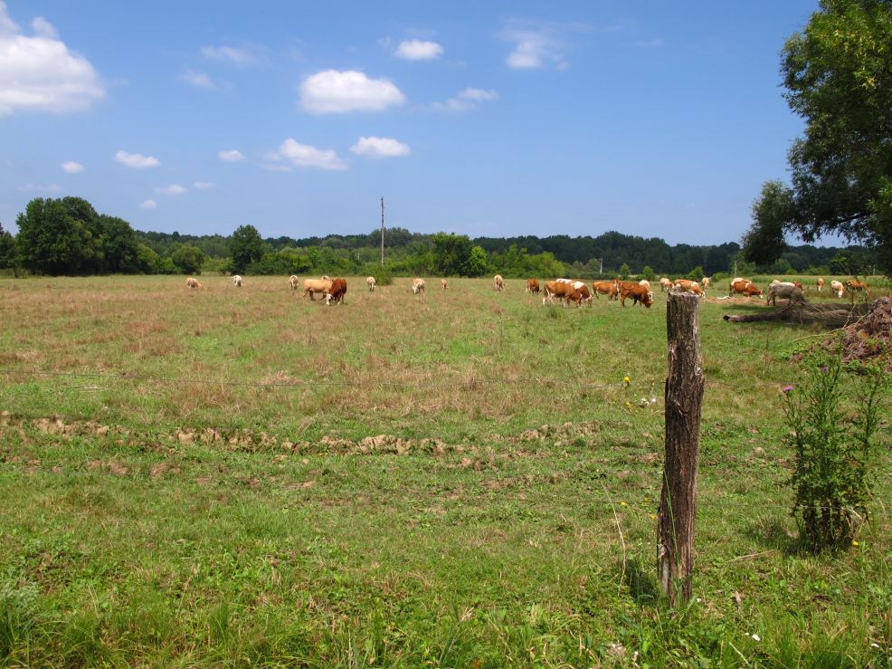 Hrvatska Kostajnica