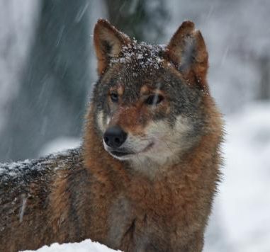Sivi vuk (Canis lupus)