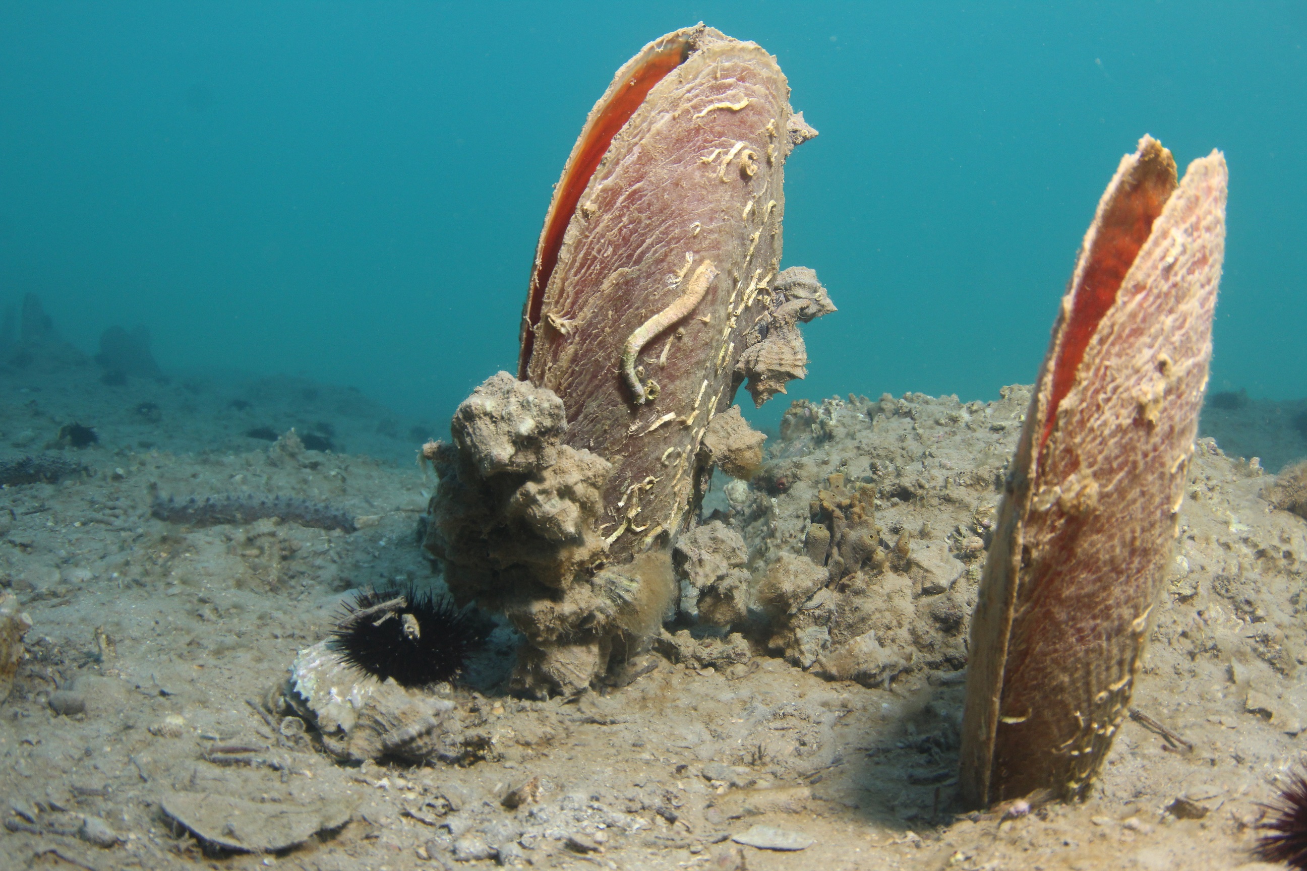 Plemenita periska (Pinna nobilis) i masovna smrtnost MINGOR
