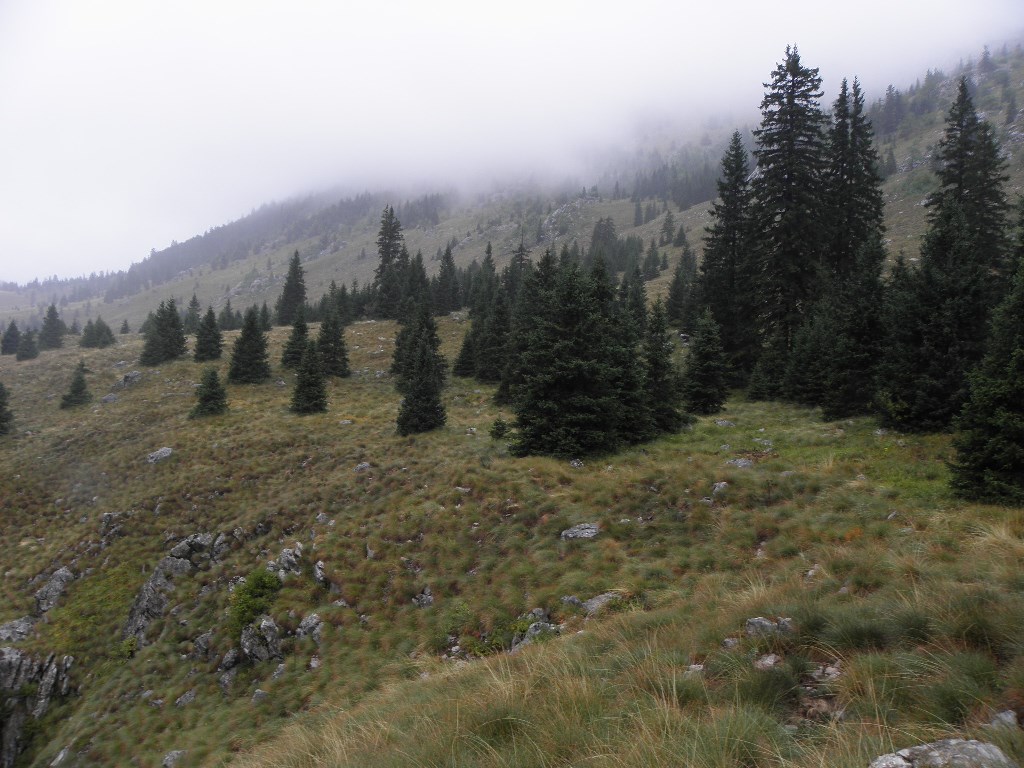 Zbog izostanka ispaše planinski pašnjaci zarastaju u Crnogoricu, Velebit, Lomska duliba