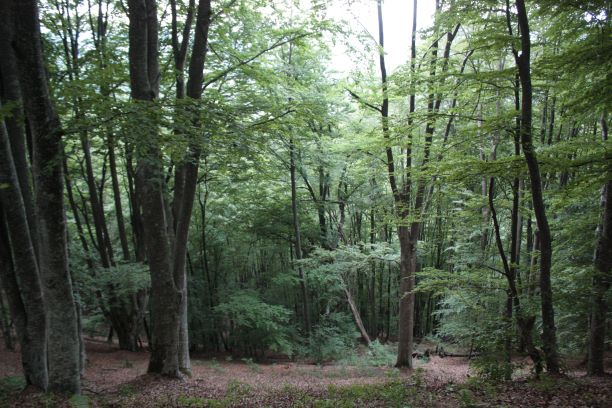 Žumberak, šuma, foto: I. Boršić