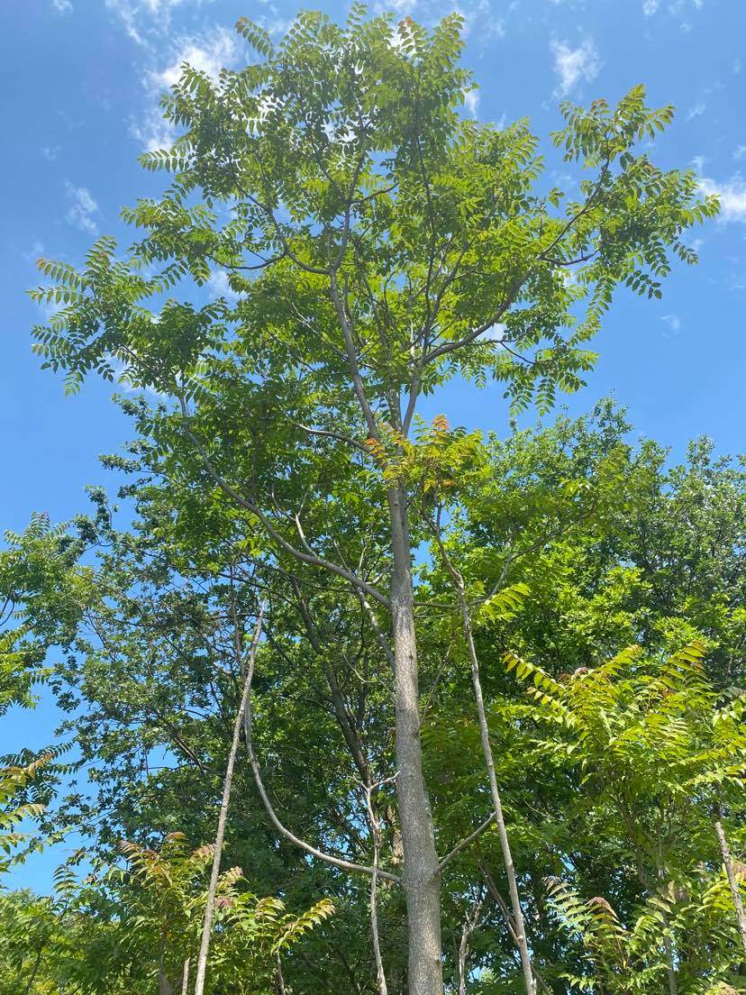 Pajasen (Ailanthus altissima), Pelješac