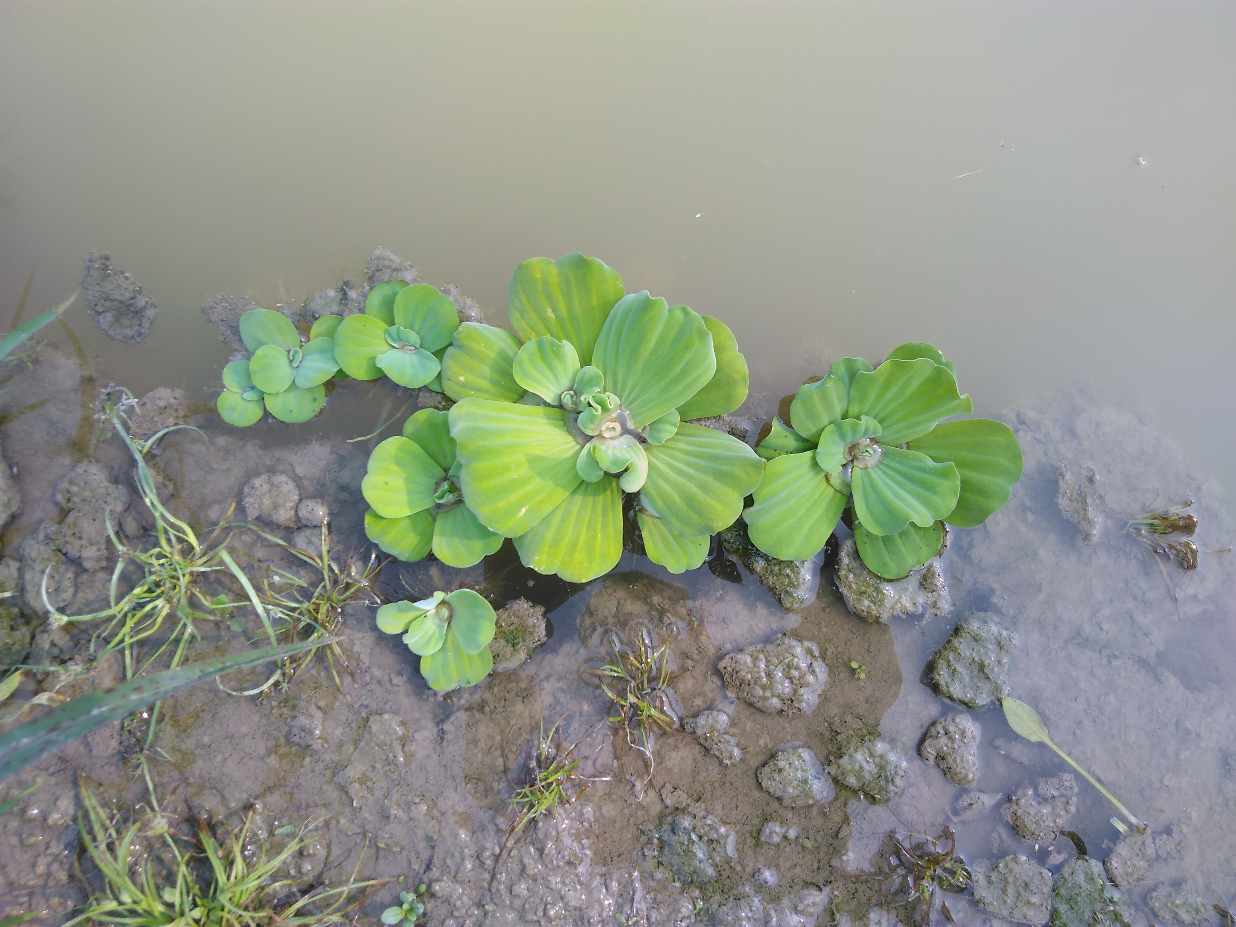 Vodena salata (Pistia stratiotes), autor:Tomica Rubinić