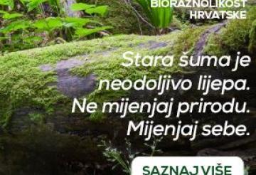 Stara šuma je neodoljivo lijepa