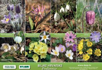 Biljke Hrvatske - Proljetnice