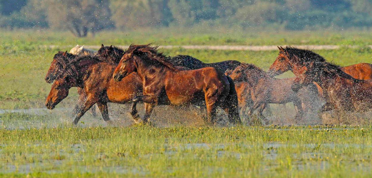 Posavski konji u Lonjskom polju