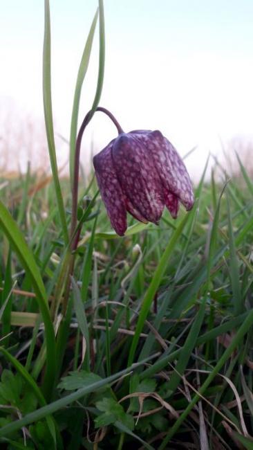 Kockavica (Fritillaria meleagris L.) foto: I. Boršić