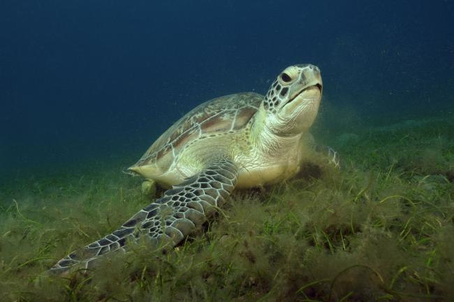  zelena želva (Chelonia mydas), , autor: Borut Furlan