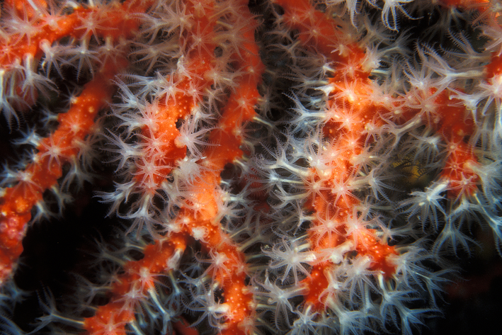 Corallium rubrum_crveni koralj01_Borut Furlan.png