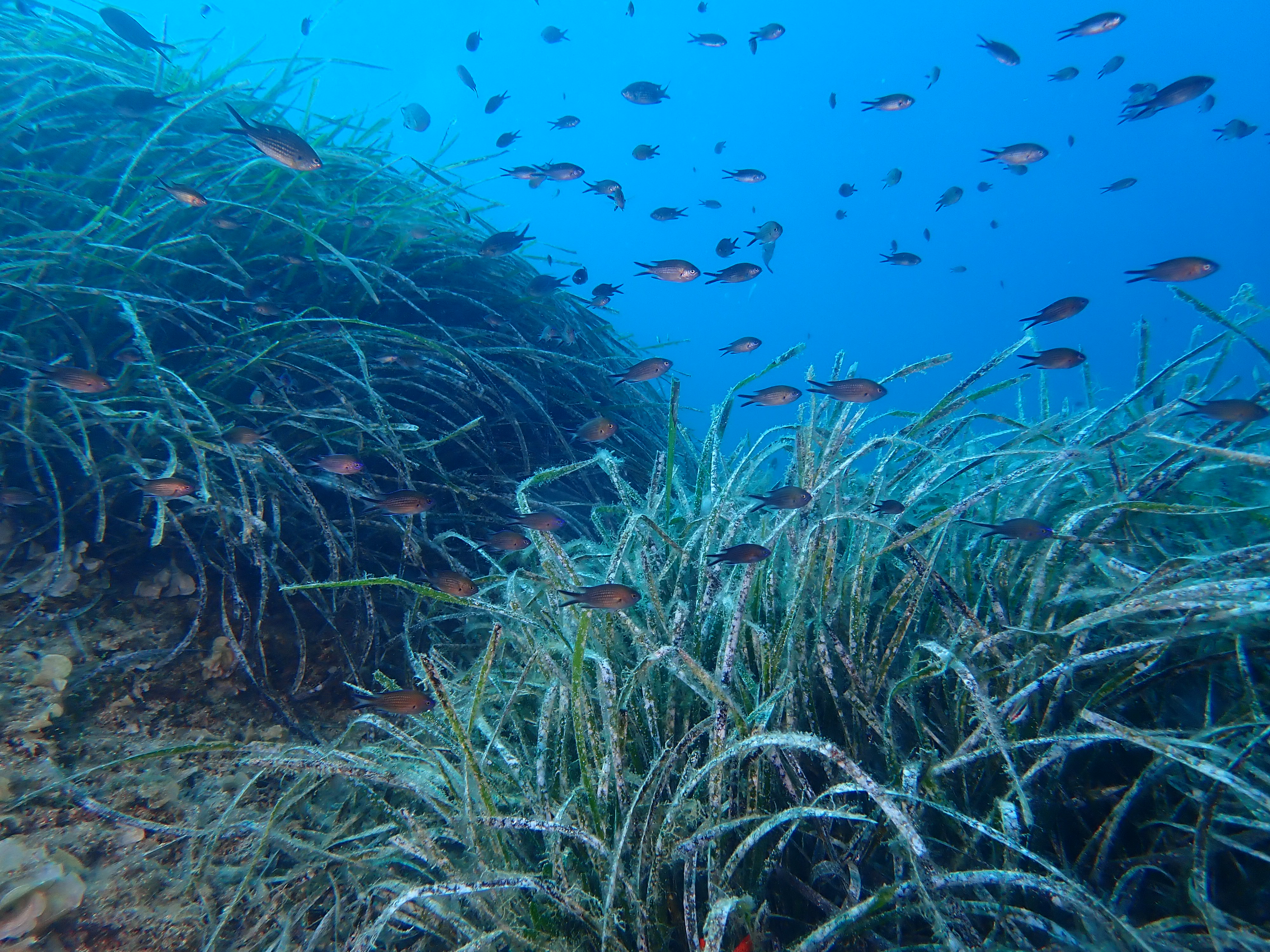Posidonia oceanica, izvor: Arhiva MZOZT, autor: H. Čižmek