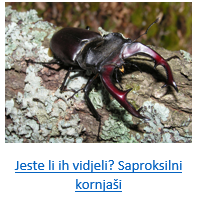 saproksilni kornjaši_01_jeste li ih vidjeli.png