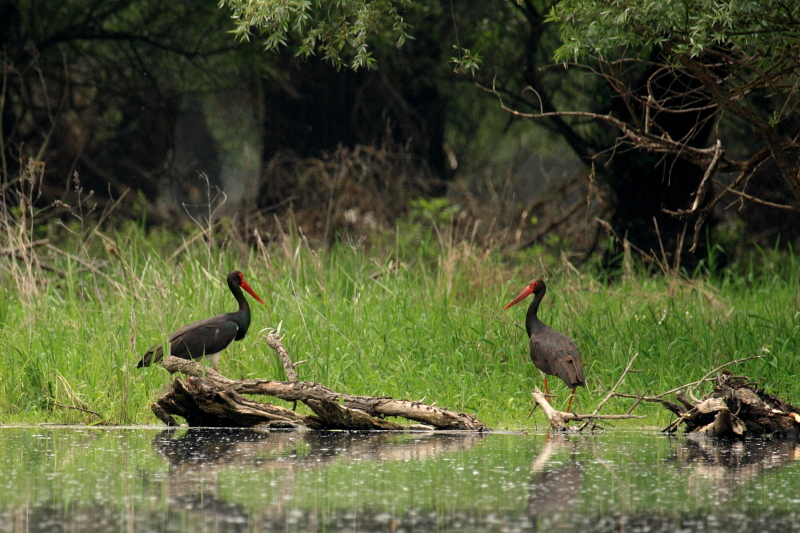 Ciconia_nigra_Domazetovic.png