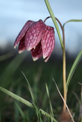 Kockavica (Fritillaria meleagris); foto: I. Boršić - arhiva HAOP-a