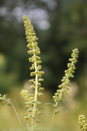 Ambrozija (Ambrosia artemisiifolia); foto I. Boršić - arhiva HAOP-a