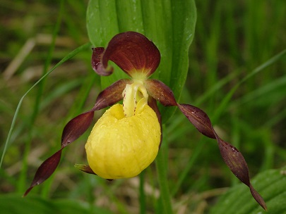 Gospina papučica (Cypripedium calceolus); foto: V. Posavec Vukelić