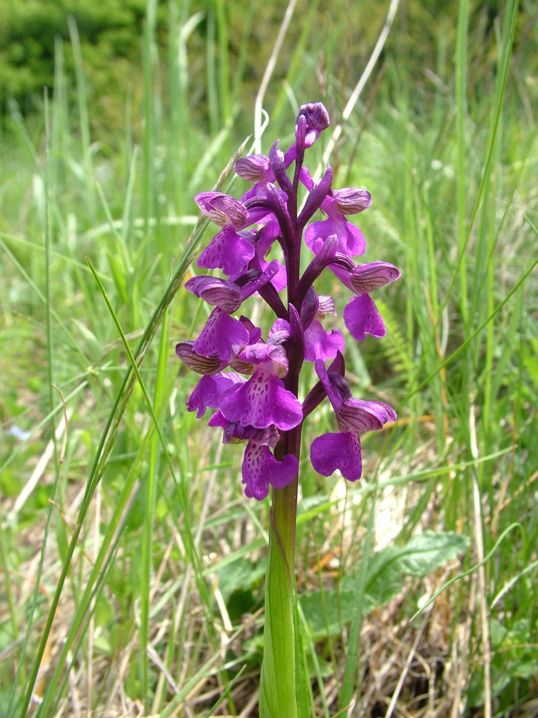 Mali kaćun (Orchis morio); foto: V. Posavec Vukelić - arhiva HAOP-a