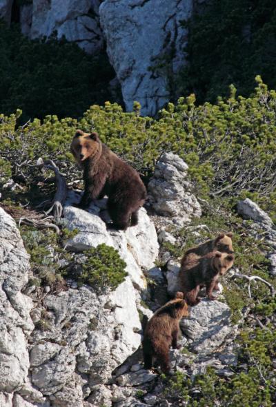 Smeđi medvjed (Ursus arctos)