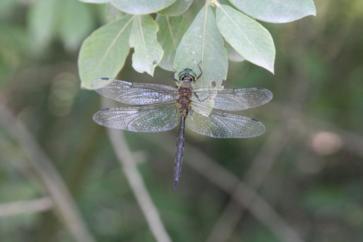 Plitvička zelenka, Somatochlora flavomaculata, autor: Matija Franković