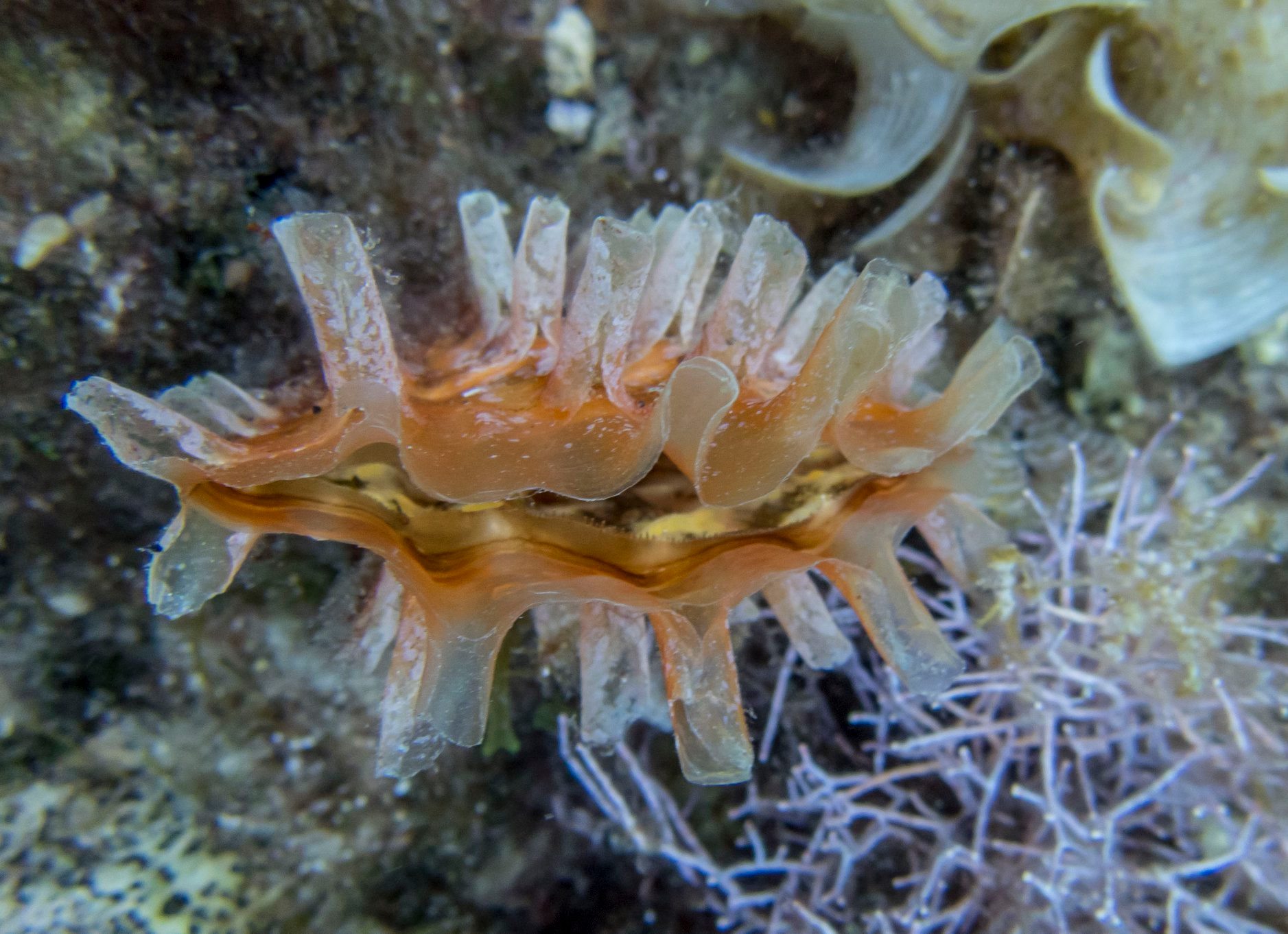 Pinna rudis, foto: Petar Kružić