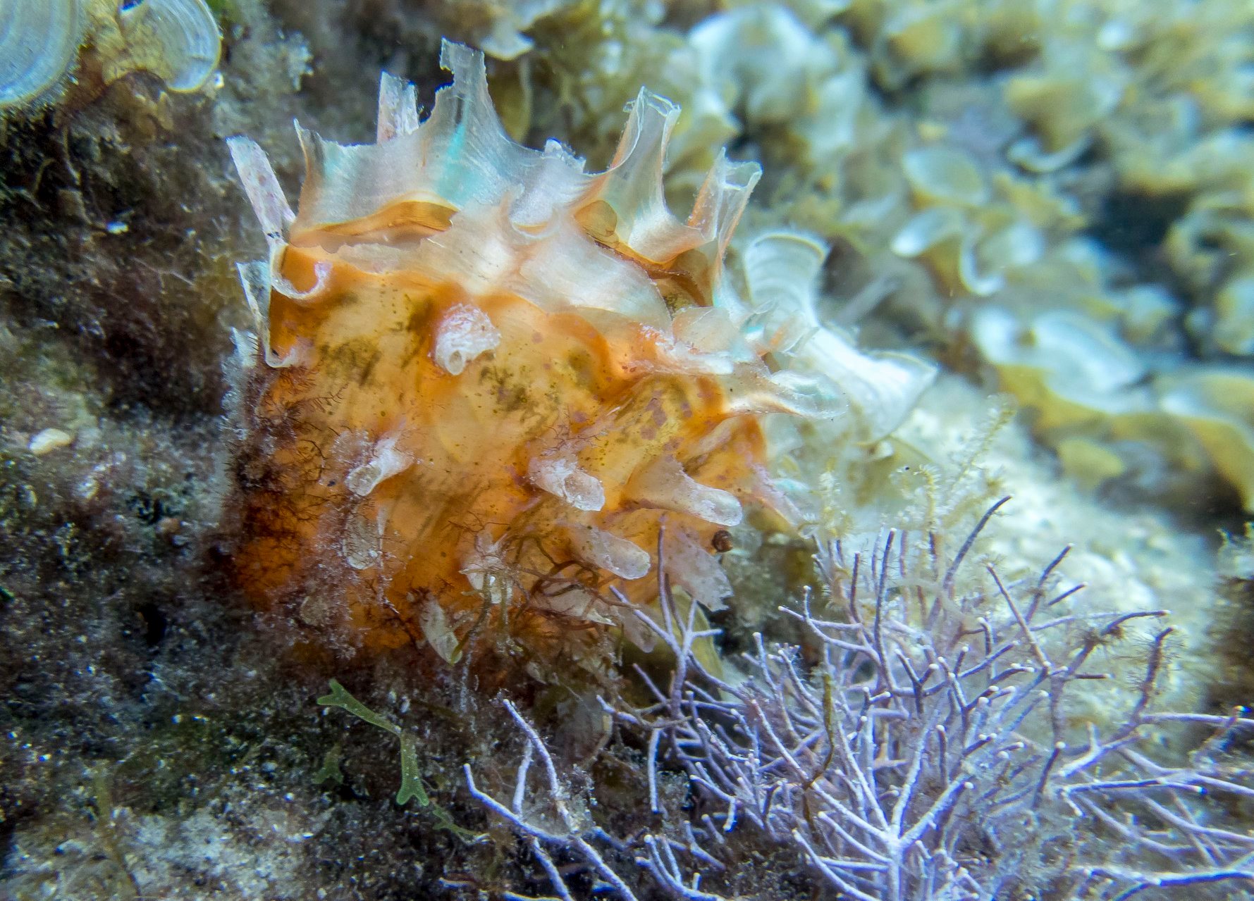 Pinna rudis, foto: Petar Kružić