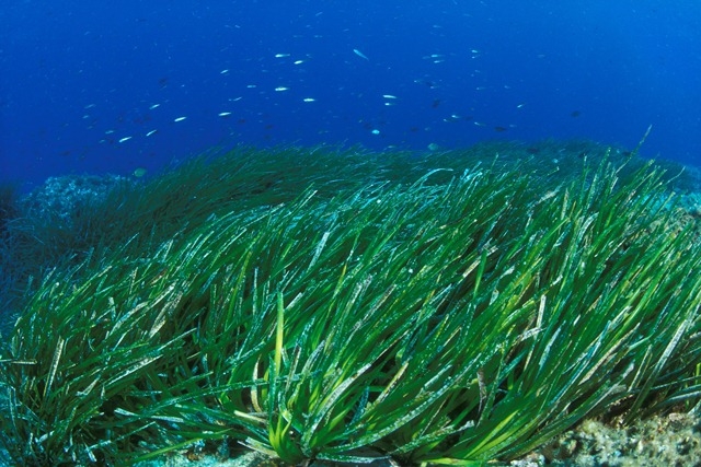 Posidonija (Posidonia oceanica)