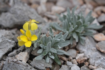 Velebitska degenija (Degenia velebitica) foto: I. Boršić