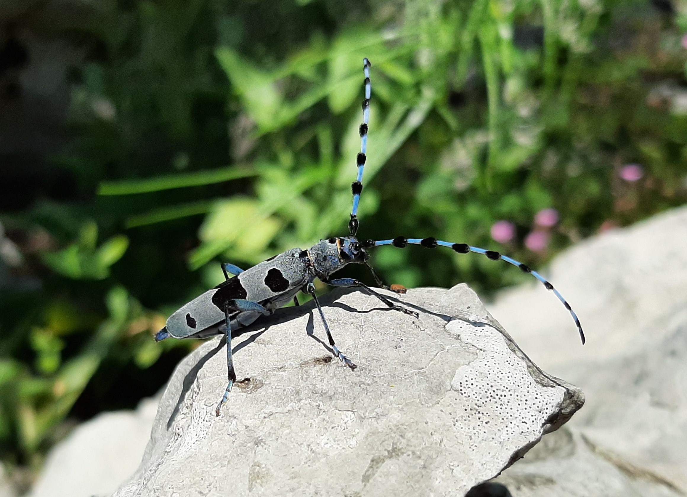 alpska strizibuba