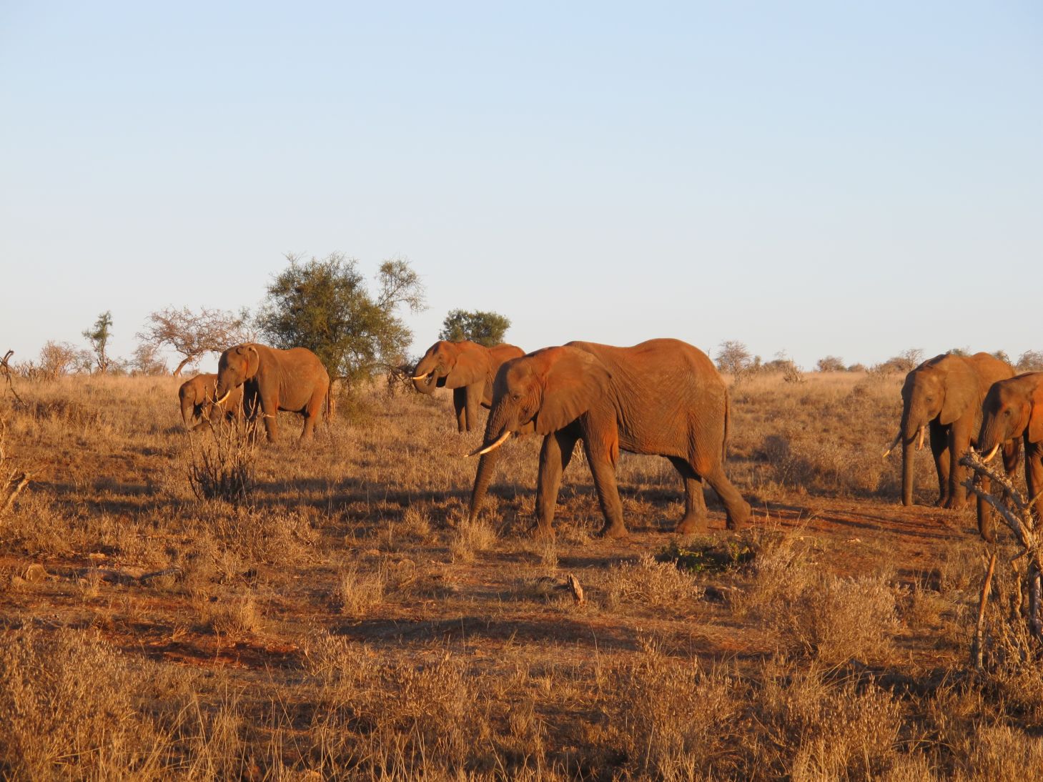 Loxodonta africana