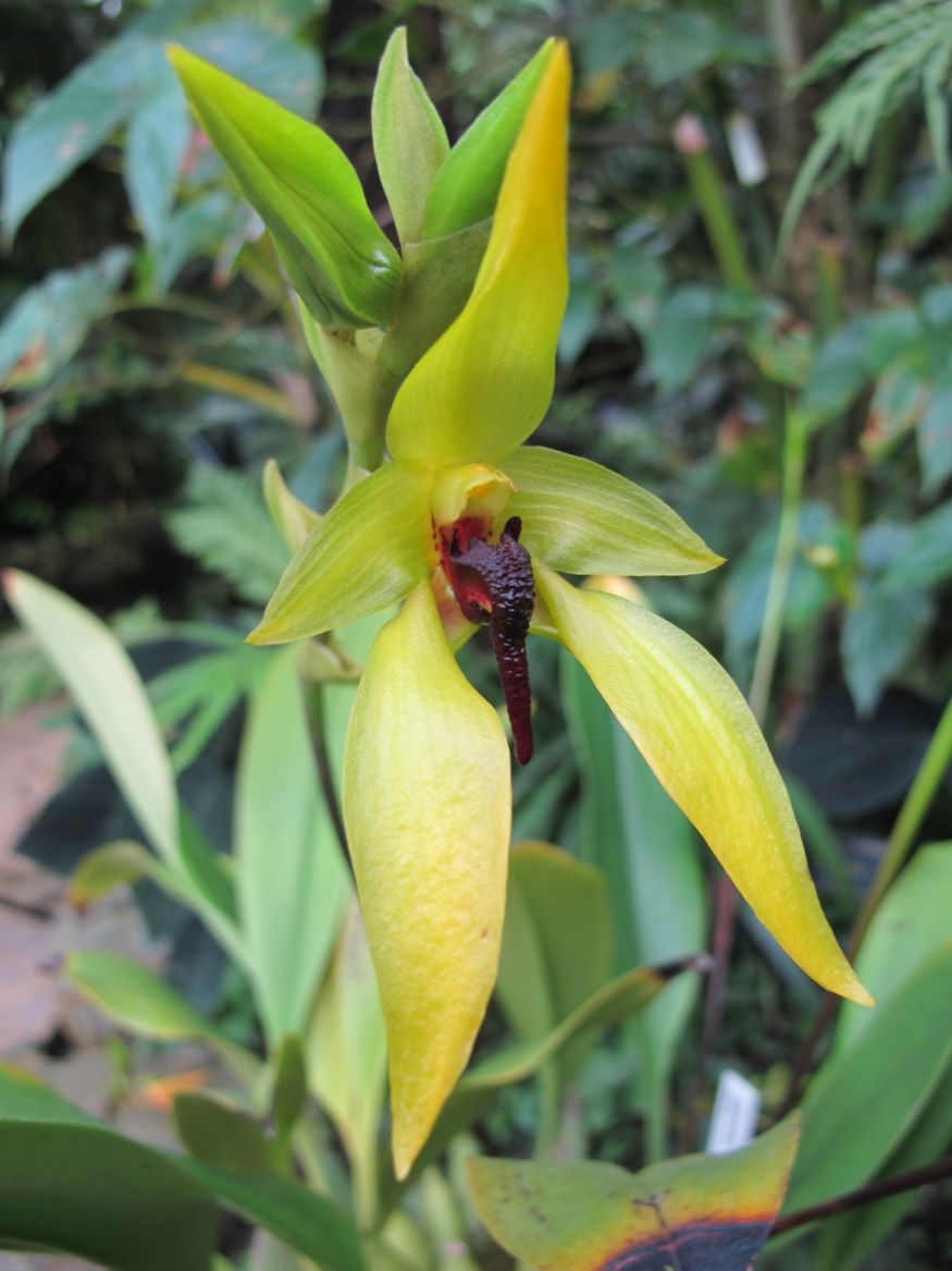 Bulbophyllum carunculatum 