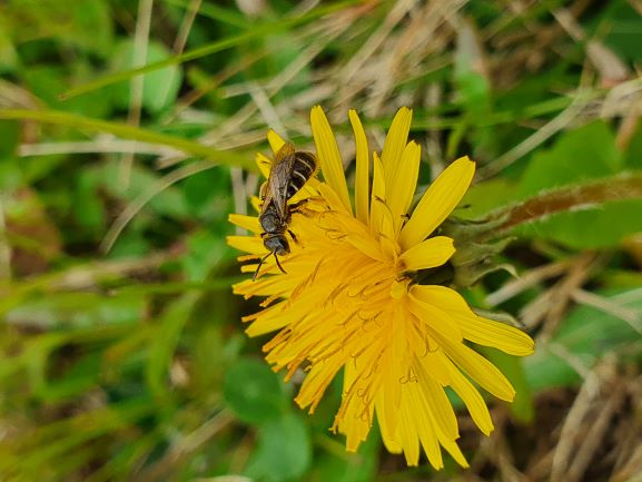 pčela, foto A. Ješovnik