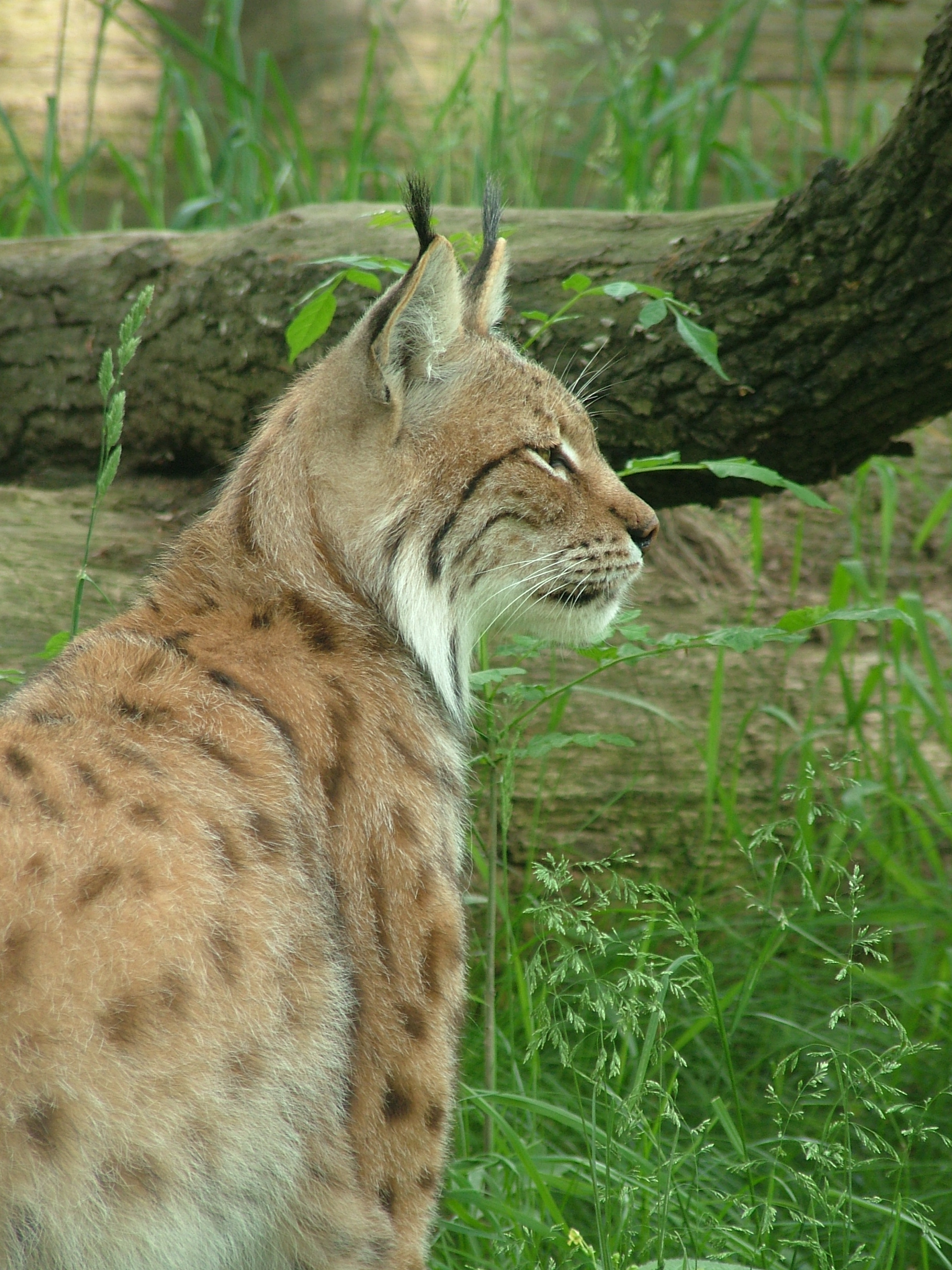 Ris (Lynx lynx)