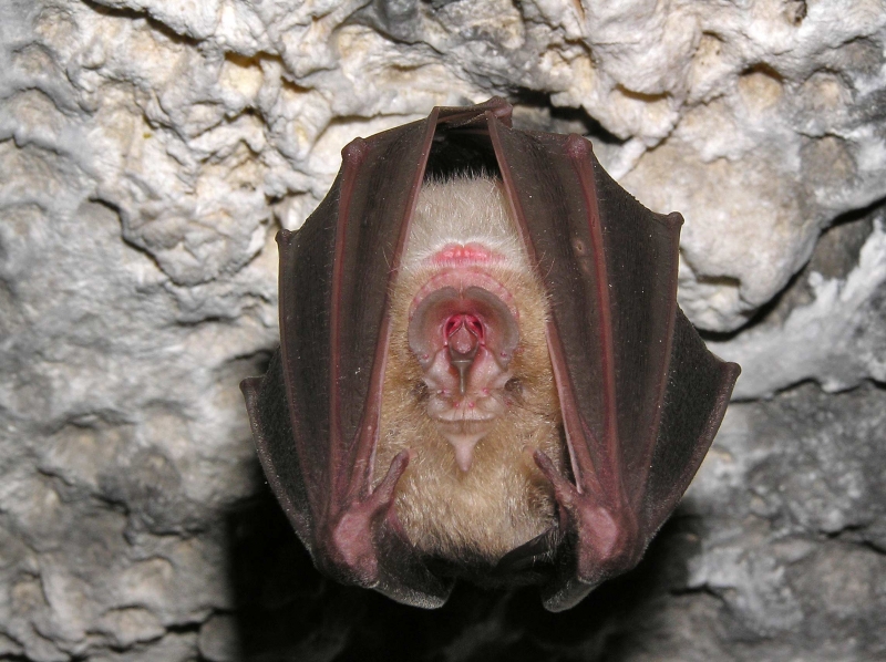 Veliki potkovnjak (Rhinolophus ferrumequinum ), foto: Daniela Hamidović