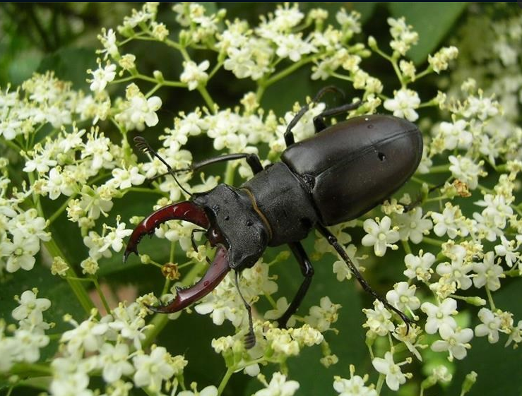  jelenak (Lucanus cervus) – autor Zvonimir Osvald;