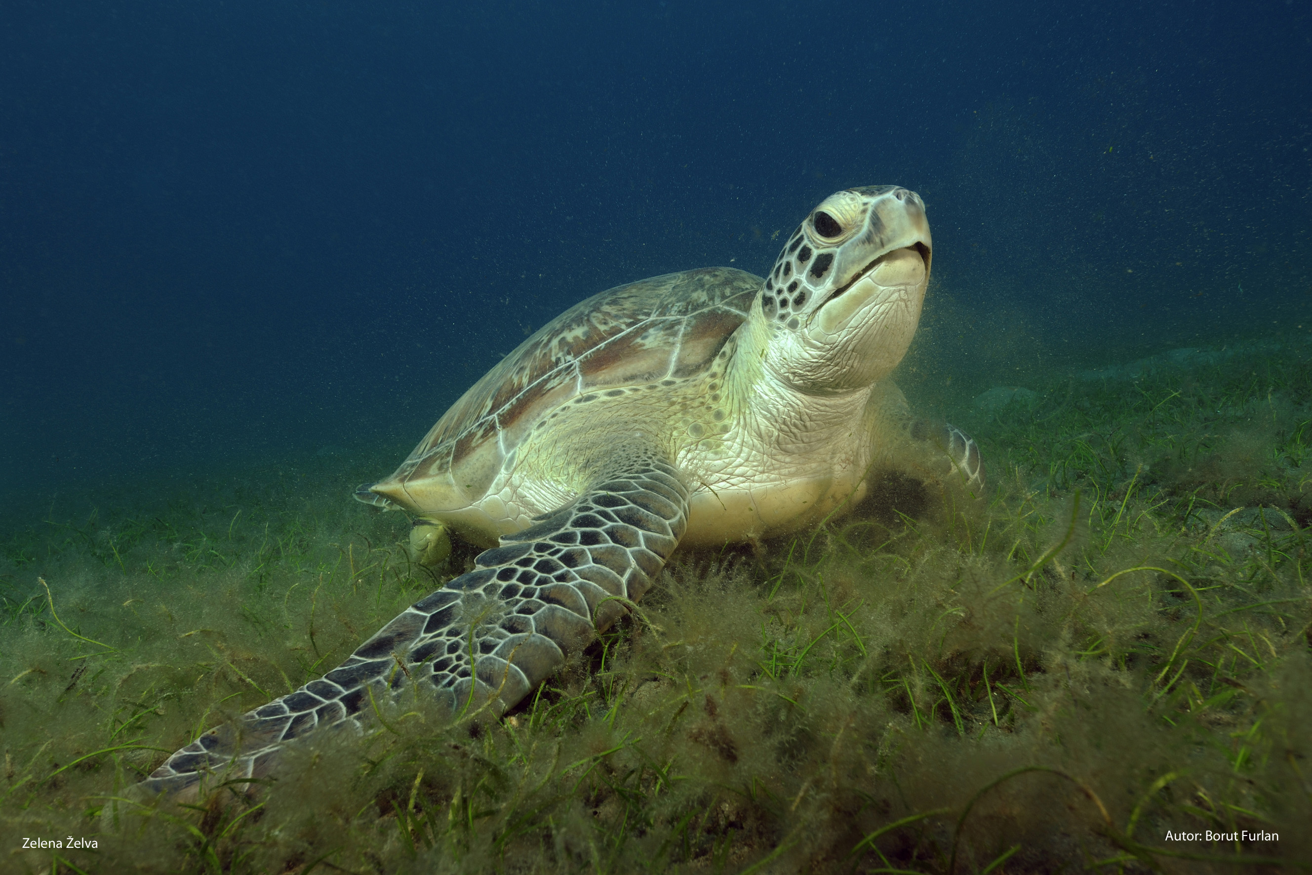 Chelonia mydas Borut Furlan