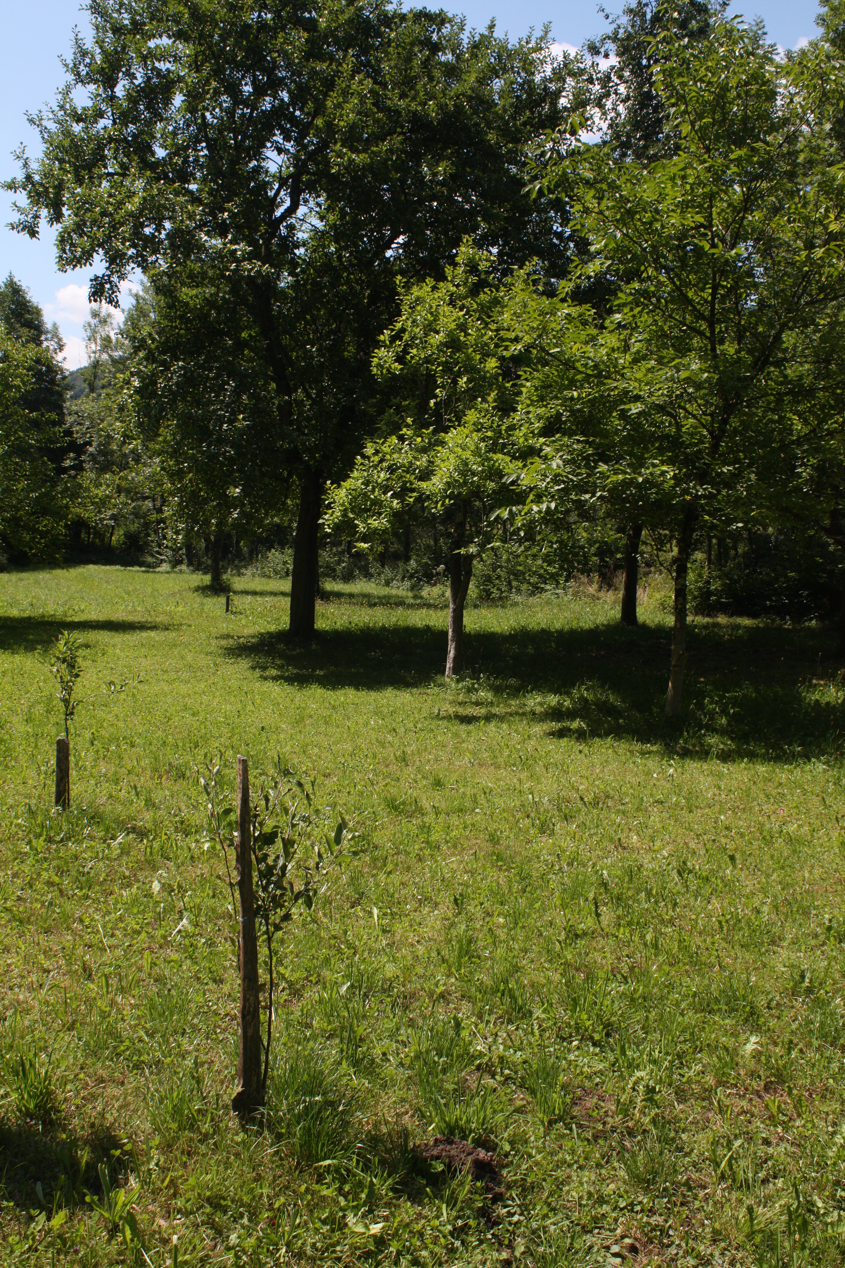 Zasađene sadnice, foto: Igor Boršić
