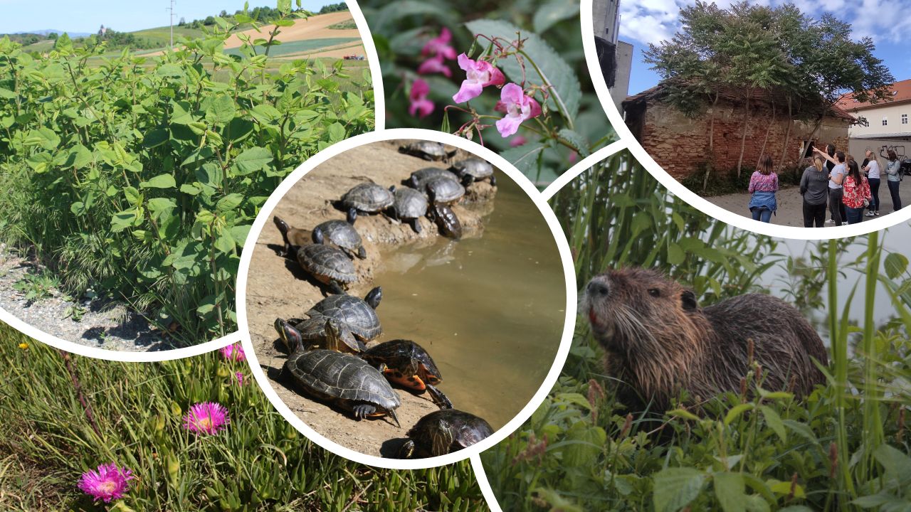 BioBlitz